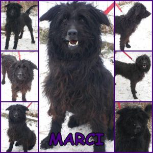 Örökbefogadható kutyák - Marci - Hajdúszoboszlói Kutyabarátok Egyesület