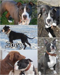 Örökbefogadható kutyák - Zoey - Hajdúszoboszlói Kutyabarátok Egyesület