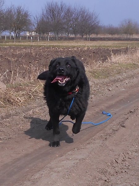 kutya örökbefogadás - Apacs hosszú idő után sétált egy nagyot!