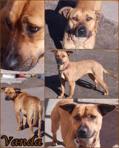 Örökbefogadható kutyák - Vanda - Hajdúszoboszlói Kutyabarátok Egyesület