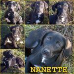 Örökbefogadható kutya, Hajdúszoboszló - Nanette