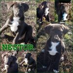 Örökbefogadható kutya, Hajdúszoboszló - Nestor