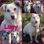 Örökbefogadható kutya, Lucy