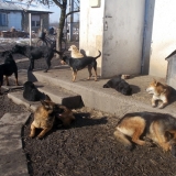 kutyamenhely-allatmenhely-kutya-orokbefogadas-hajduszboszlo-159