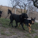 orokbefogadhato-kutyak-hajduszoboszlo-54