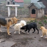 kutya-orokbefogadas-hajduszoboszlo-2017-november-60