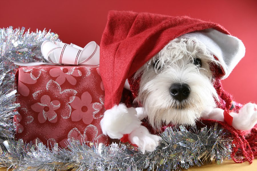 Miért NE vegyünk karácsonyra kutyát ajándékba?
