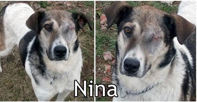 Kutya örökbefogadás – Nina