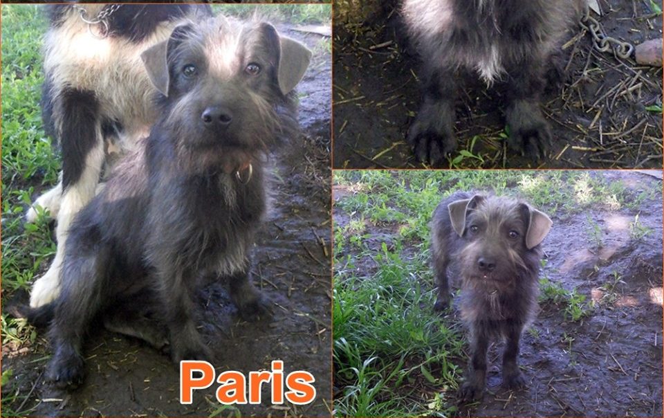 Kutya örökbefogadás – Paris