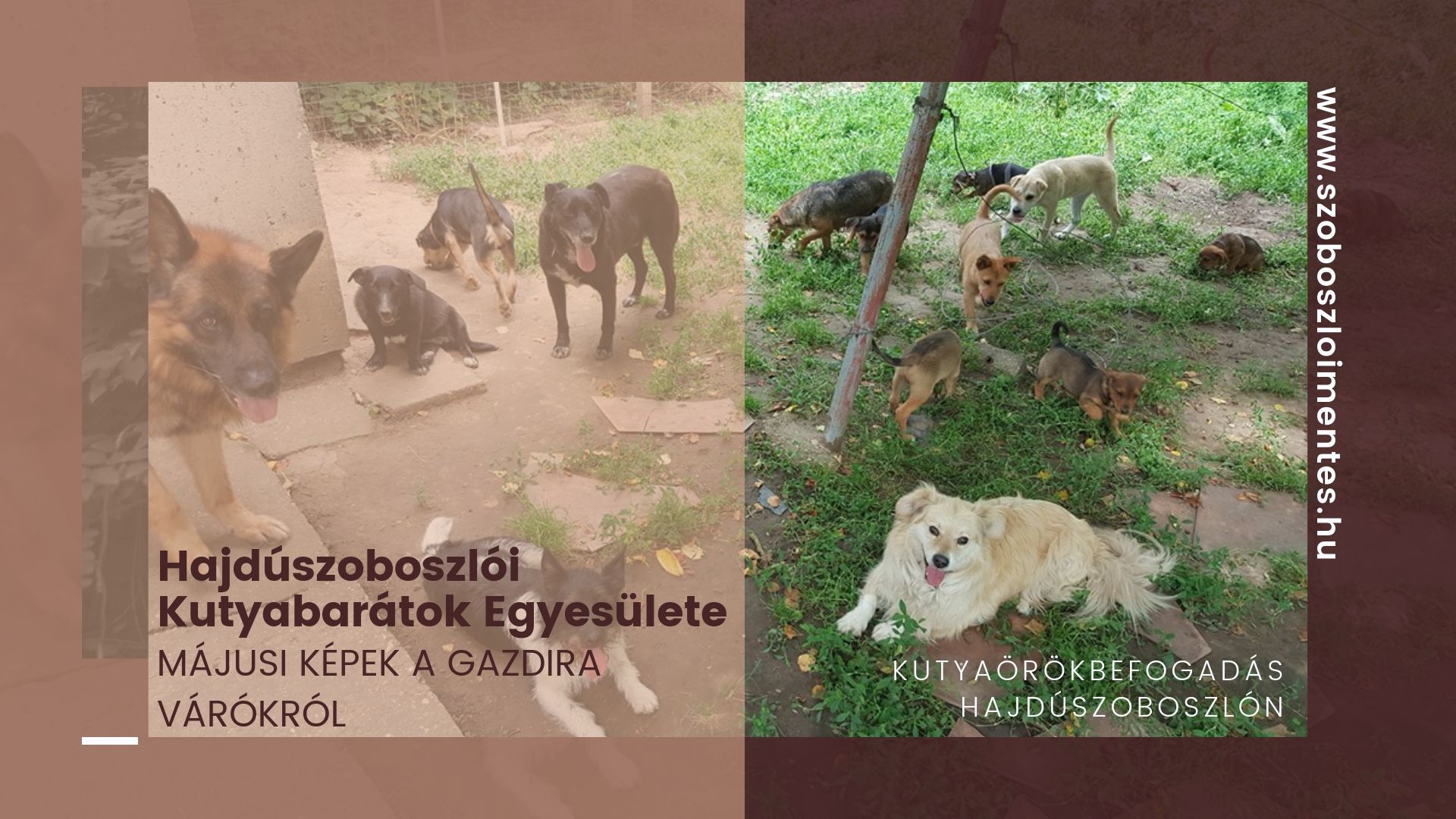 Kutya örökbefogadás – Hajdúszoboszló – 2019. májusi életképek