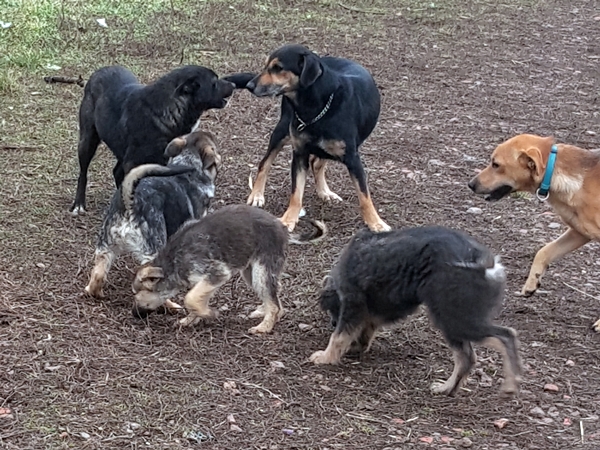 kutya-menhely-gazdit-keres-hajdú-bihar-hajdúszoboszló-kutya-orokbefogadas-2020.februar-8